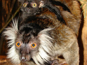 Смотреть фото Чёрный лемур Фото Чёрный лемур