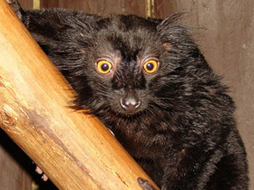 Смотреть фото Чёрный лемур Фото Чёрный лемур