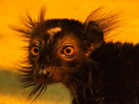 Смотреть фото Чёрный лемур Фото Чёрный лемур