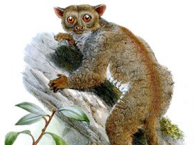 Фото Светлый иглокоготный галаго