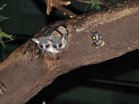 Смотреть фото Сенегальский галаго Фото Сенегальский галаго