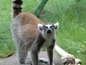 Смотреть фото Кошачий лемур Фото Кошачий лемур