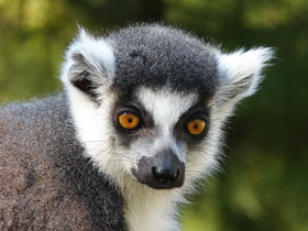 Смотреть фото Кошачий лемур Фото Кошачий лемур
