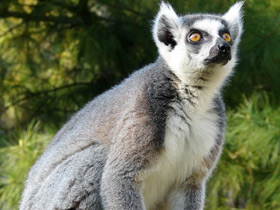 Смотреть фото Кошачий лемур Фото Кошачий лемур