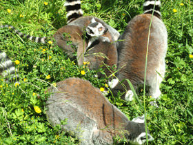 Смотреть фото Кошачий лемур Фото Кошачий лемур