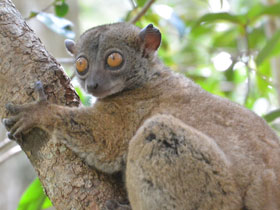 Фото Анкаранский лемур