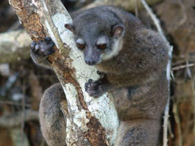 Фото Лемур Флеурета