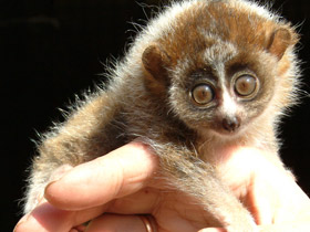 Смотреть фото Карликовый, или малый лори Фото Карликовый, или малый лори