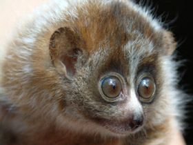 Смотреть фото Карликовый, или малый лори Фото Карликовый, или малый лори