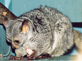 Фото Толстохвостый галаго