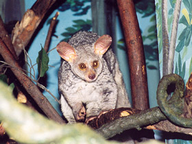 Фото Толстохвостый галаго