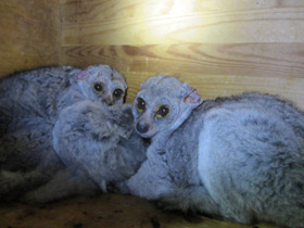 Фото Толстохвостый галаго