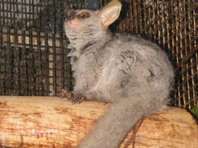 Фото Толстохвостый галаго