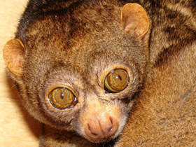 Смотреть фото Обыкновенный потто Фото Обыкновенный потто