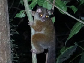 Фото Галаго Аллена