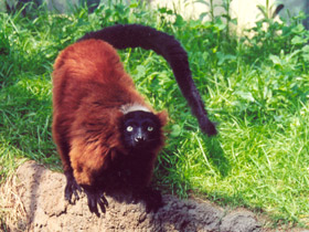 Фото Рыжий вари