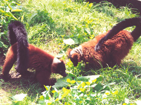 Фото Рыжий вари