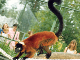 Фото Рыжий вари