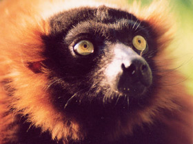 Фото Рыжий вари