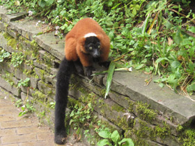 Фото Рыжий вари