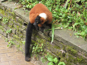 Фото Рыжий вари