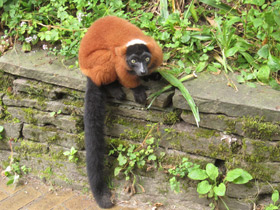 Фото Рыжий вари