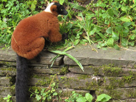 Фото Рыжий вари