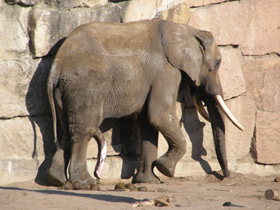 Смотреть фото Самые массивные животные на планете Фото Самые массивные животные на планете