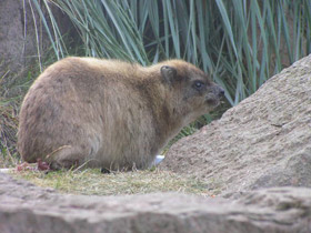 Смотреть фото Капский даман Фото Капский даман
