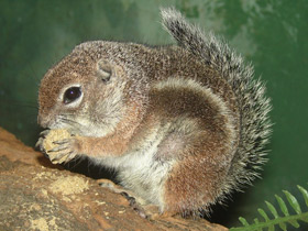 Смотреть фото Антилоповый суслик Фото Антилоповый суслик