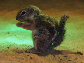 Смотреть фото Антилоповый суслик Фото Антилоповый суслик