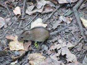 Фото Полевая мышь
