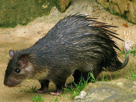 Фото Африканский кистехвостый дикобраз