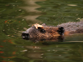 Смотреть фото Животные - символы Фото Животные - символы