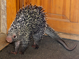 Смотреть фото Цепкохвостый дикобраз Фото Цепкохвостый дикобраз
