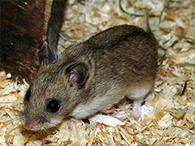 Фото Китайский хомячок