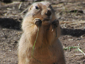 Смотреть фото Чернохвостая луговая собачка Фото Чернохвостая луговая собачка