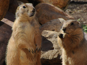 Смотреть фото Чернохвостая луговая собачка Фото Чернохвостая луговая собачка