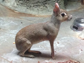 Смотреть фото Чакоанская мара Фото Чакоанская мара