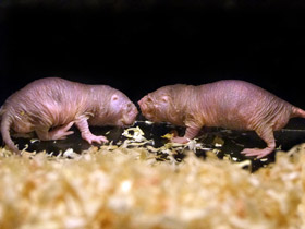 Смотреть фото Голый землекоп: обаятельный уродец Фото Голый землекоп: обаятельный уродец