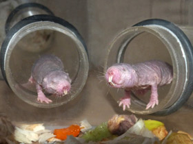 Смотреть фото Голый землекоп: обаятельный уродец Фото Голый землекоп: обаятельный уродец