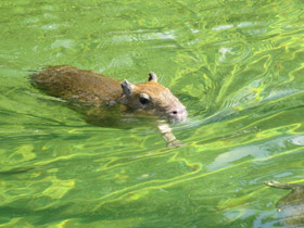 Фото Капибара