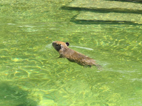 Фото Капибара