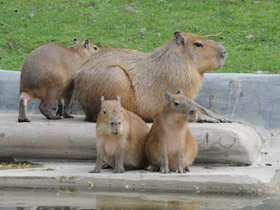 Фото Капибара