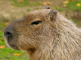 Фото Капибара