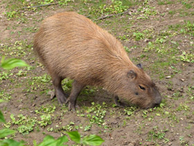 Фото Капибара