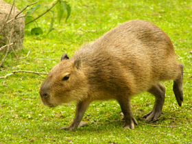 Фото Капибара