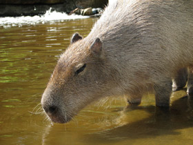 Фото Капибара