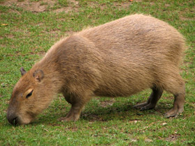 Фото Капибара