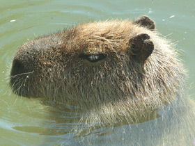 Фото Капибара